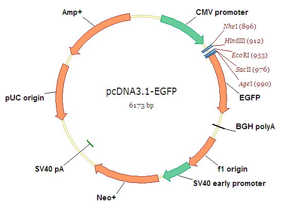 pcDNA3.1-EGFP质粒图谱.jpg