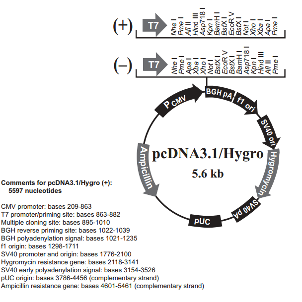 pcDNA3.1-Hygro(+).png