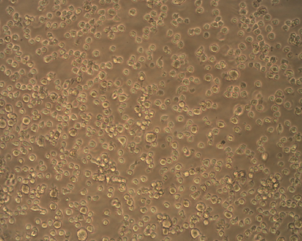 THP-1细胞.jpg
