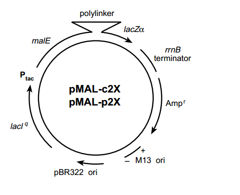 pMAL-c2x.png