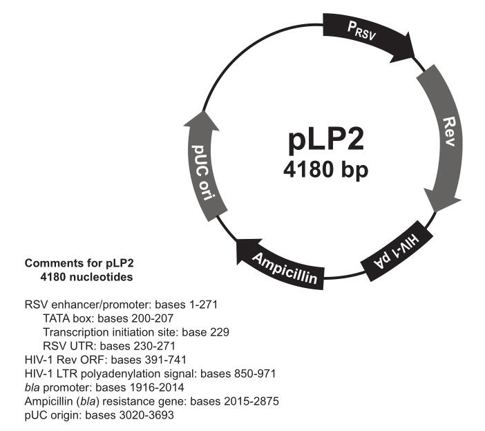 pLP2.jpg