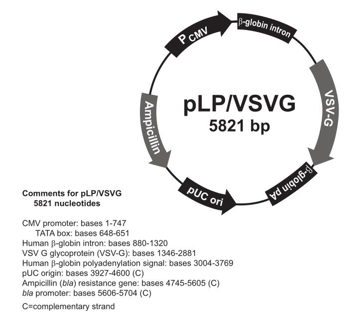 pLP-VSVG.jpg
