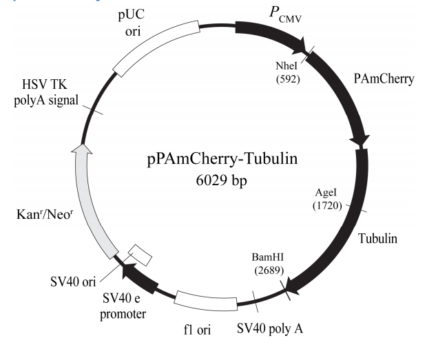 pPAmCherry-Tubulin.png
