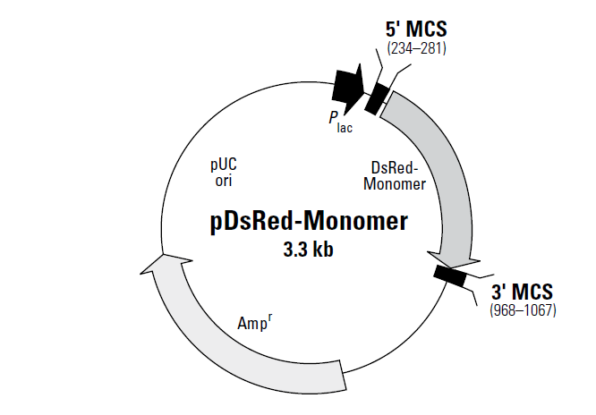 pDsRed-Monomer.png