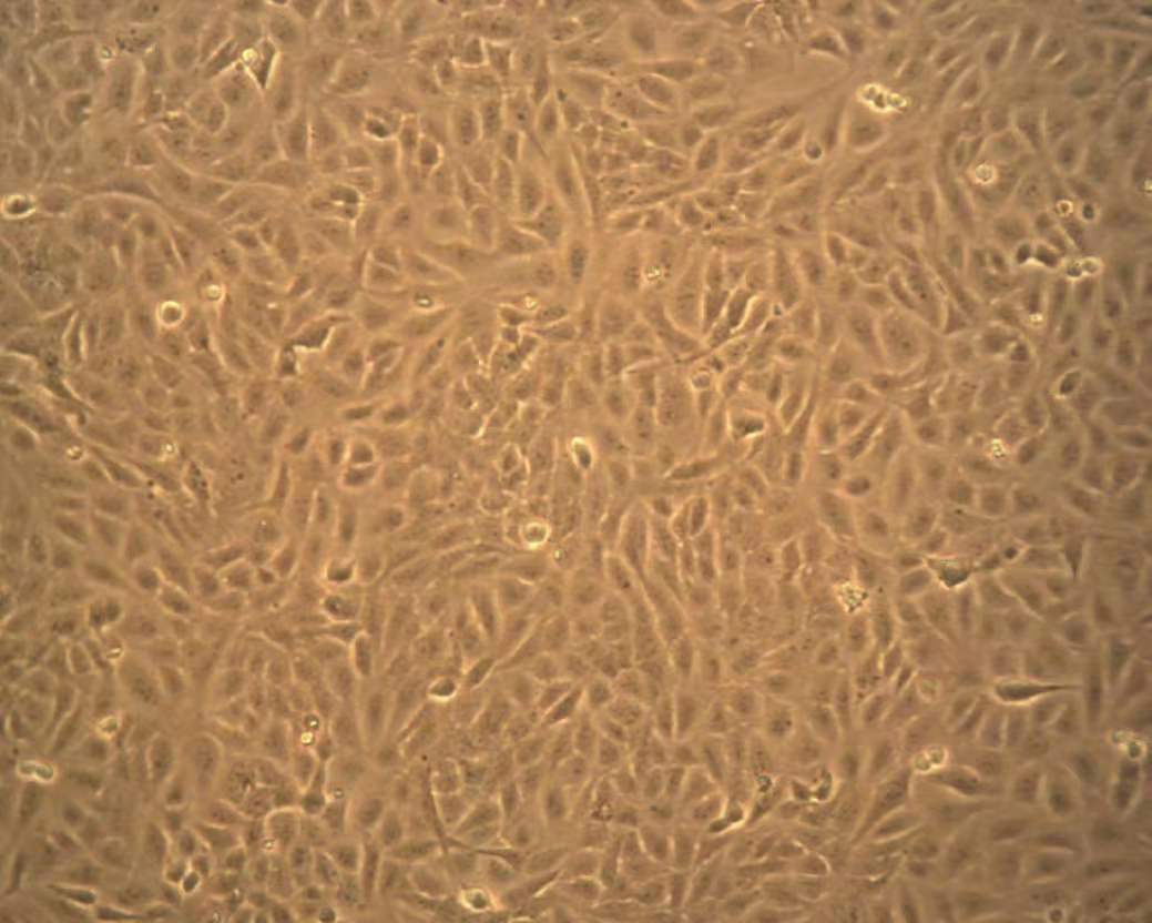 U2OS细胞.jpg
