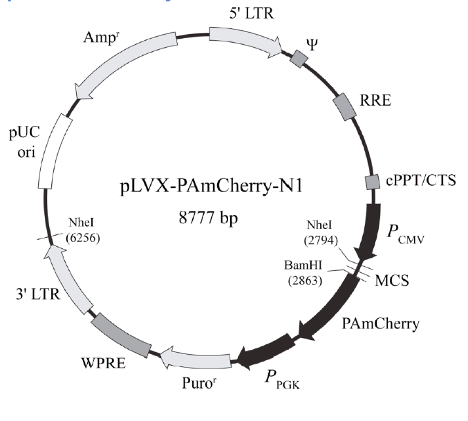 pLVX-PAmCherry-N1.png
