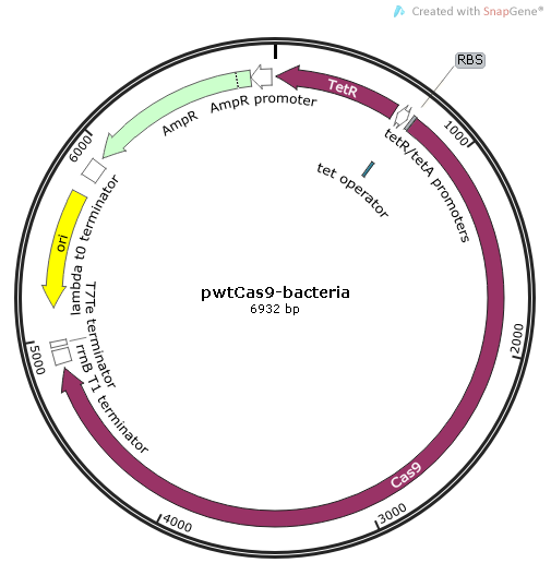 pwtcas9-bacteria_map.png