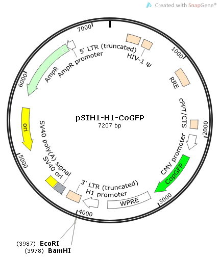 pSIH1-H1-CoGFP.png