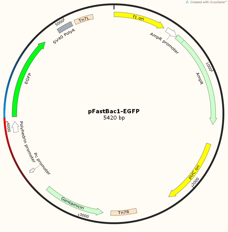 pFastBac1-EGFP.png