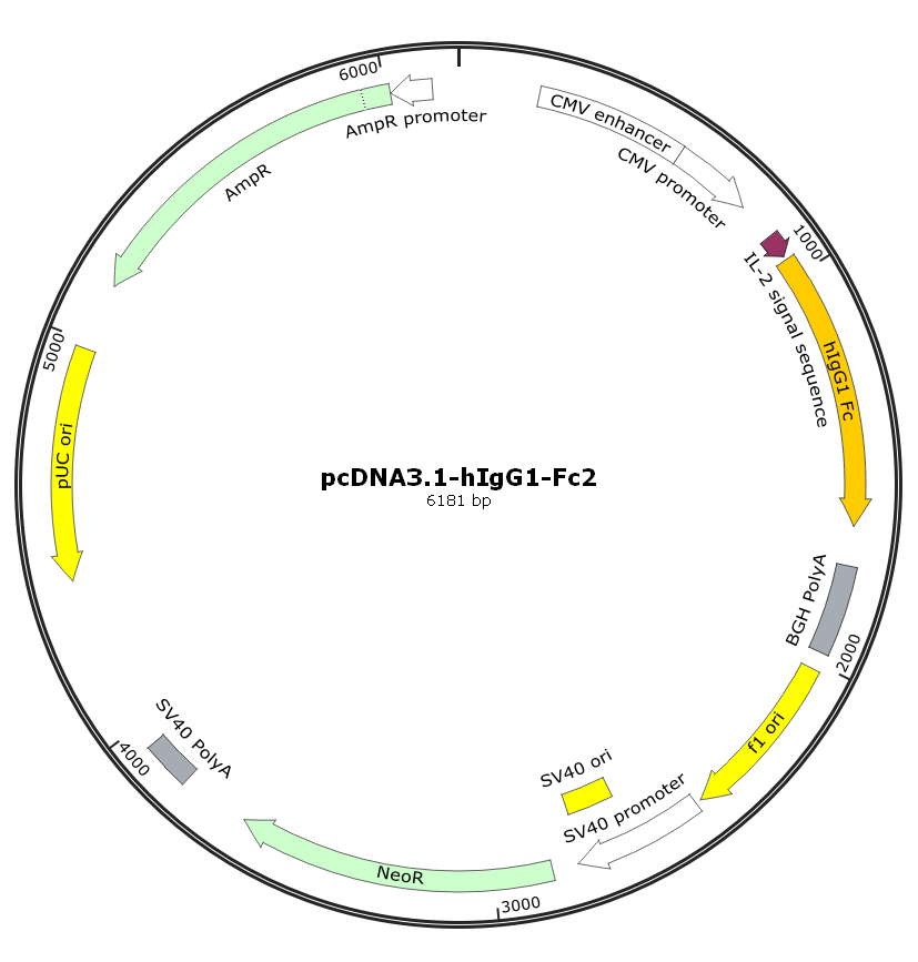 pcDNA3.1-hIgG1-Fc2.png