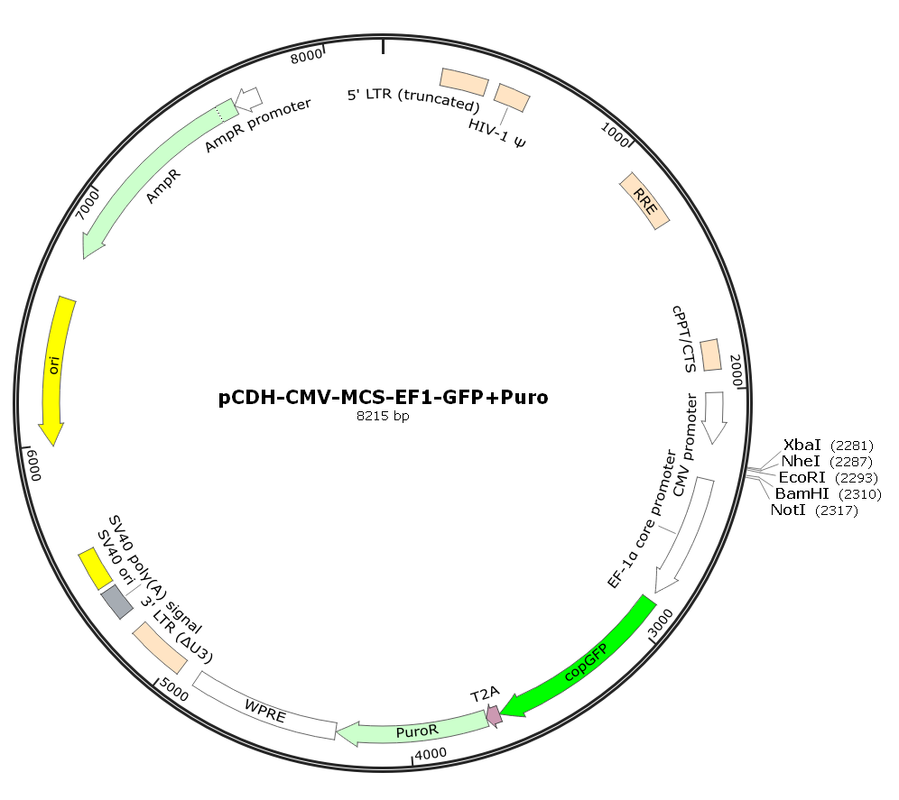pCDH-CMV-MCS-EF1-GFP+Puro.png