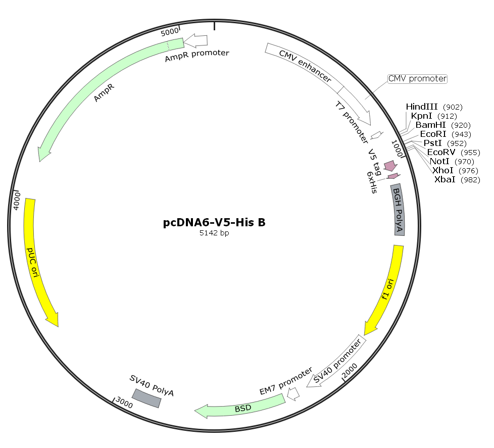 pcDNA6-V5-His B.png