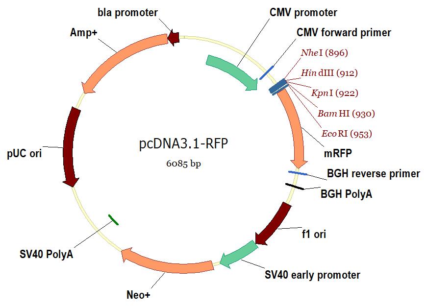 pcDNA3.1-RFP.jpg