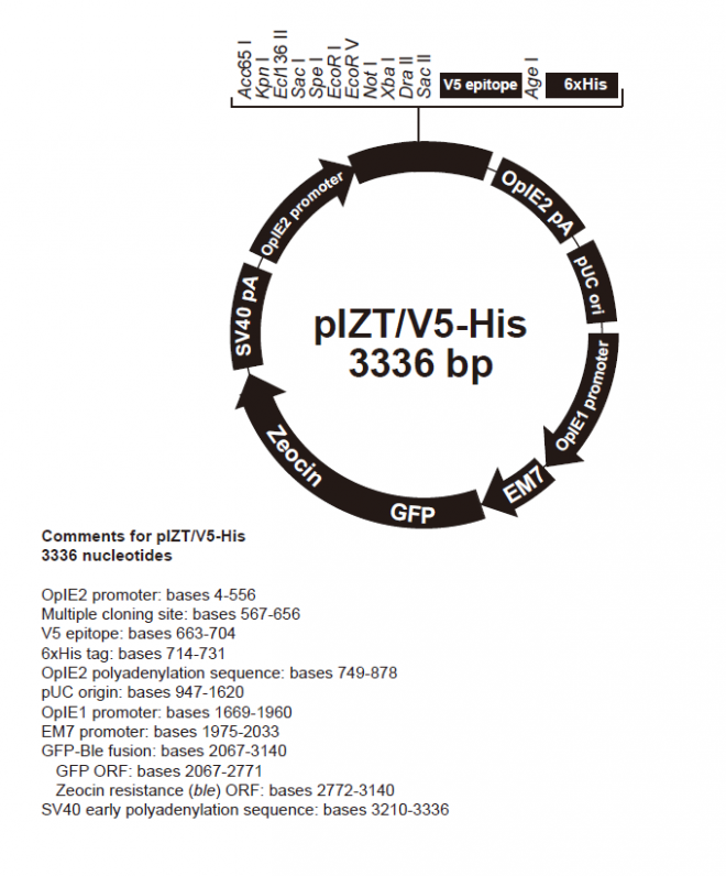 pIZT-V5-His.png