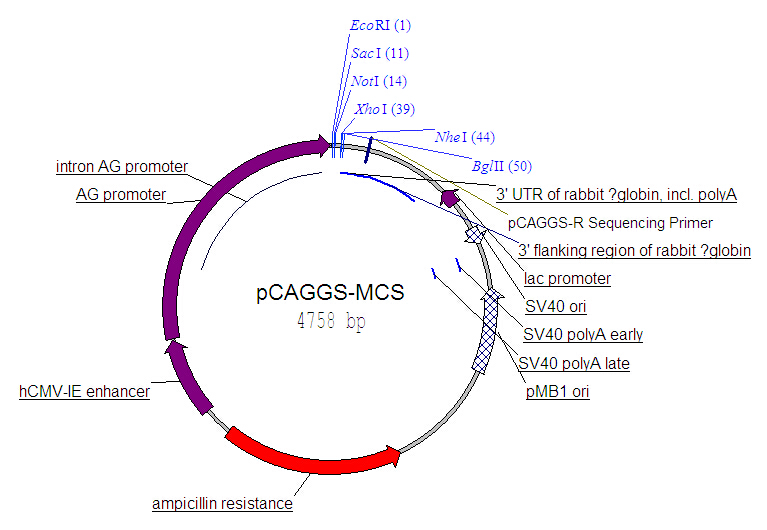 pCAGGS-MCS.jpg