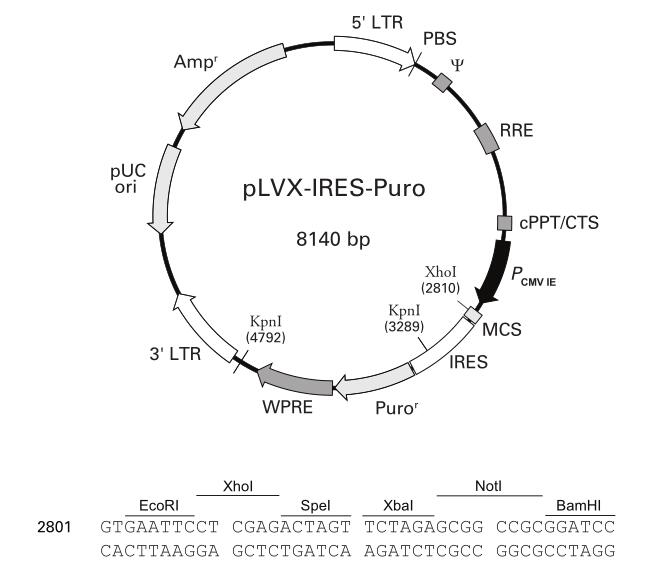 pLVX-IRES-Puro.jpg