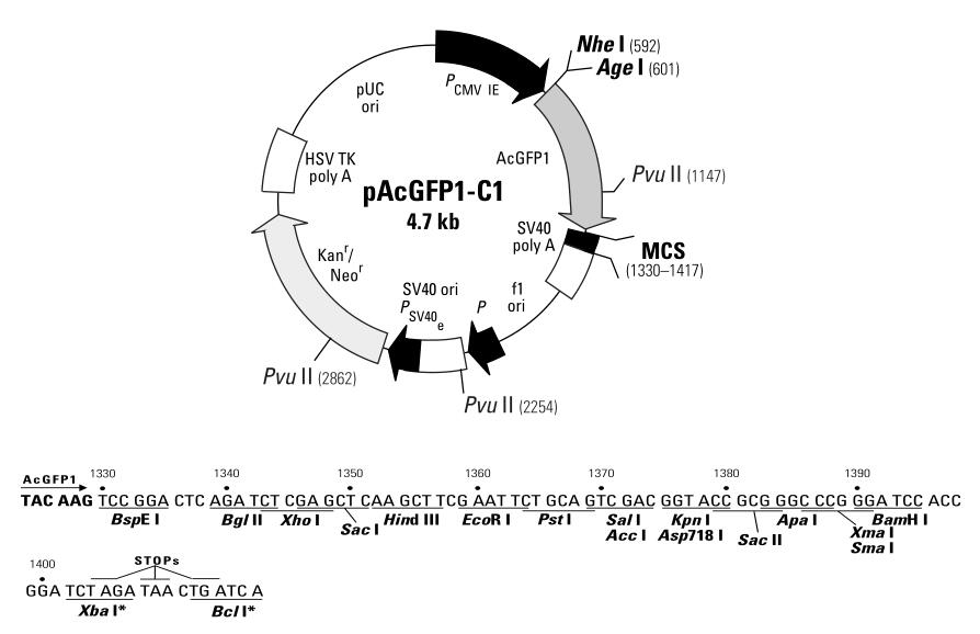 pAcGFP1-C1.jpg