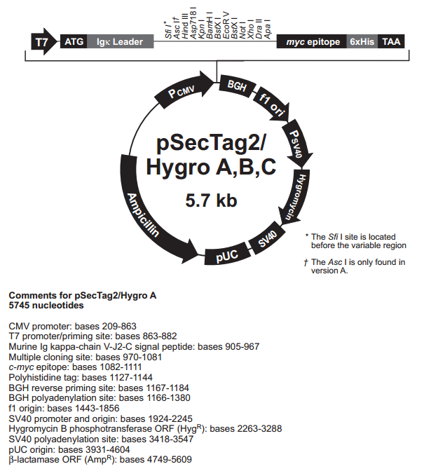 pSecTag2-Hygro A&B&C.png
