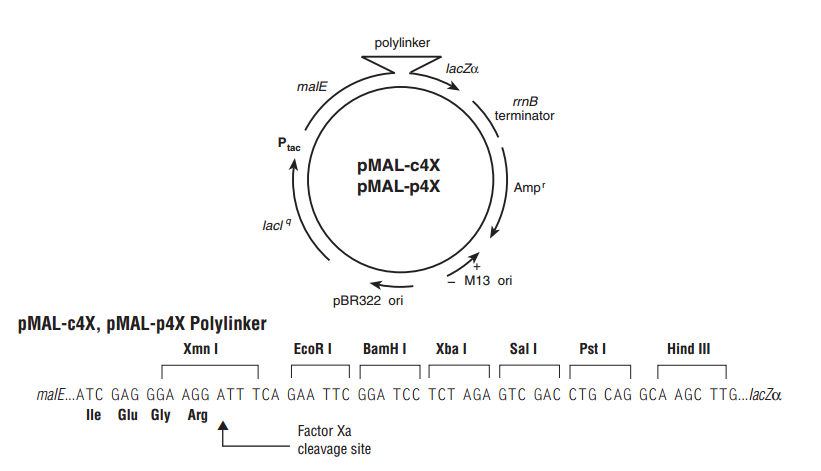 pMAL-p4x