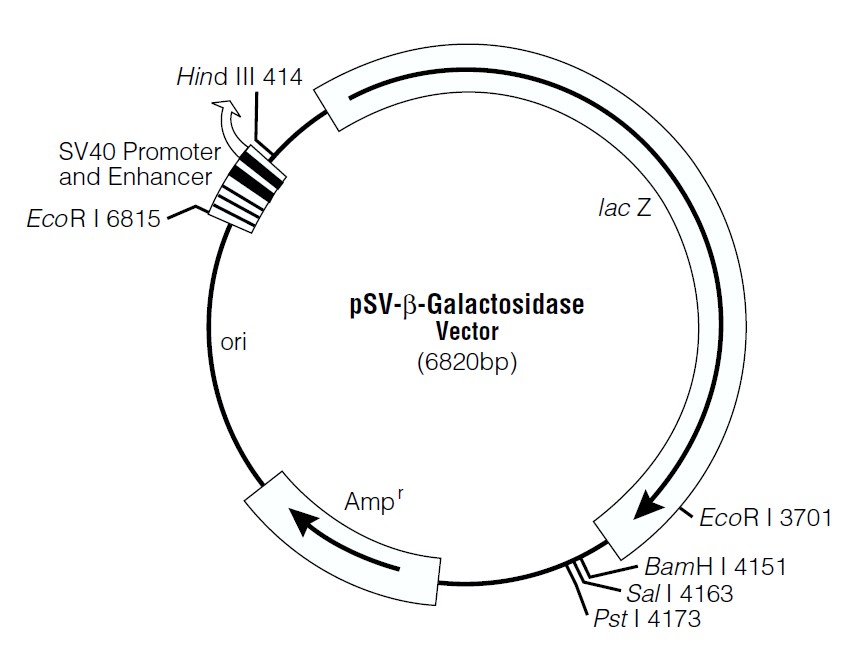 pSV-β-Galactosidase.jpg