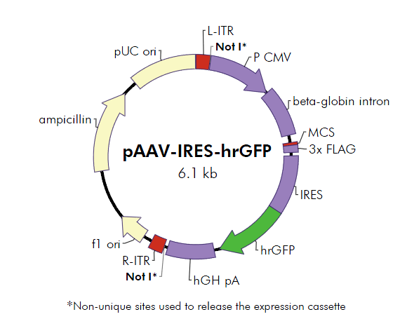 pAAV-IRES-hrGFP_0.png