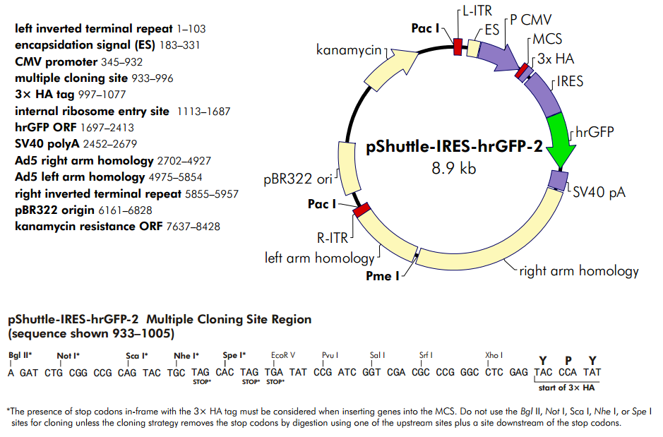 pShuttle-IRES-hrGFP-2.png