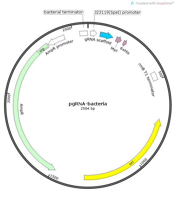 pgrna-bacteria_map.png