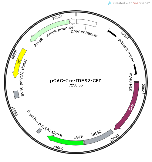 pcag-cre-ires2-gfp_map.png