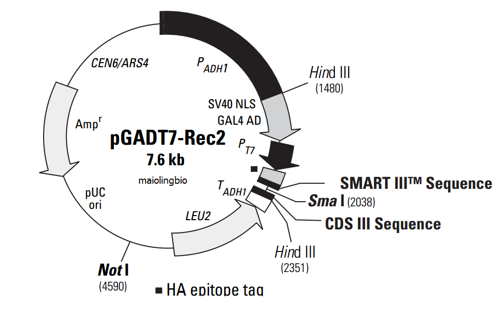 pGADT7-Rec2.png