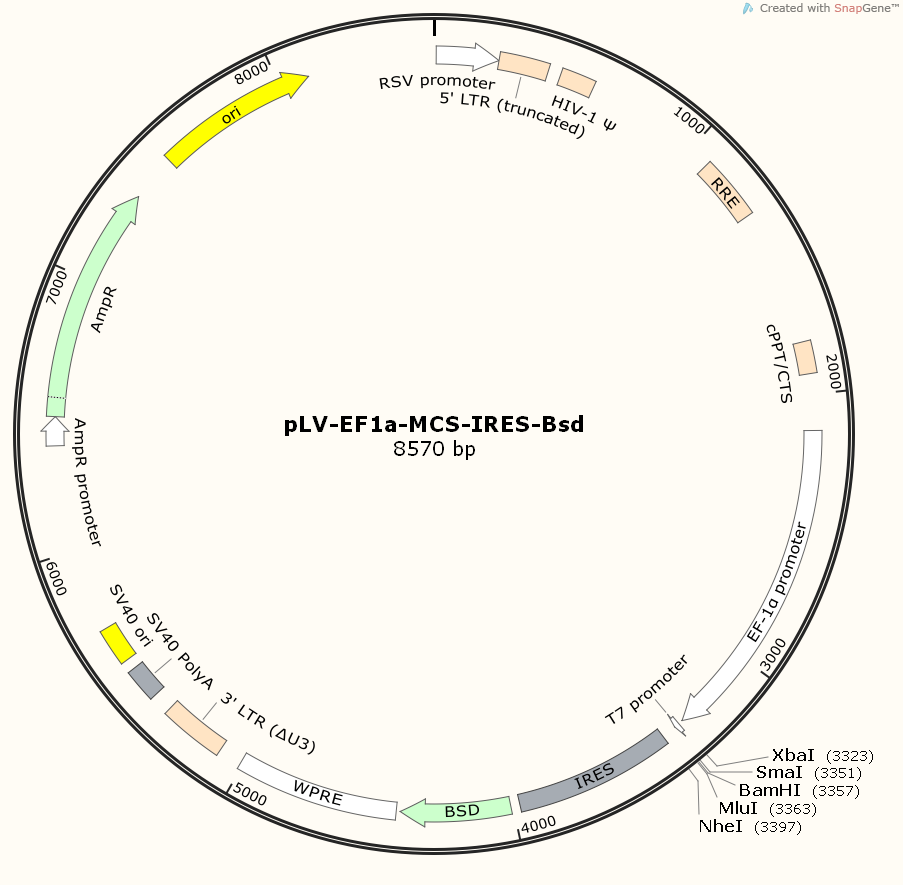 pLV-EF1α-MCS-IRES-Bsd.png