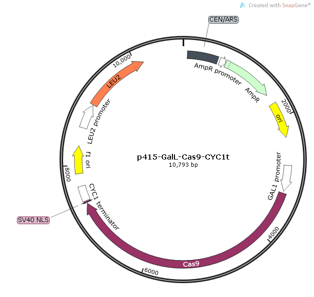 p415-gall-cas9-cyc1t_map.png