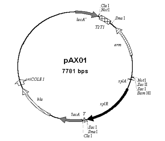 pax01.png