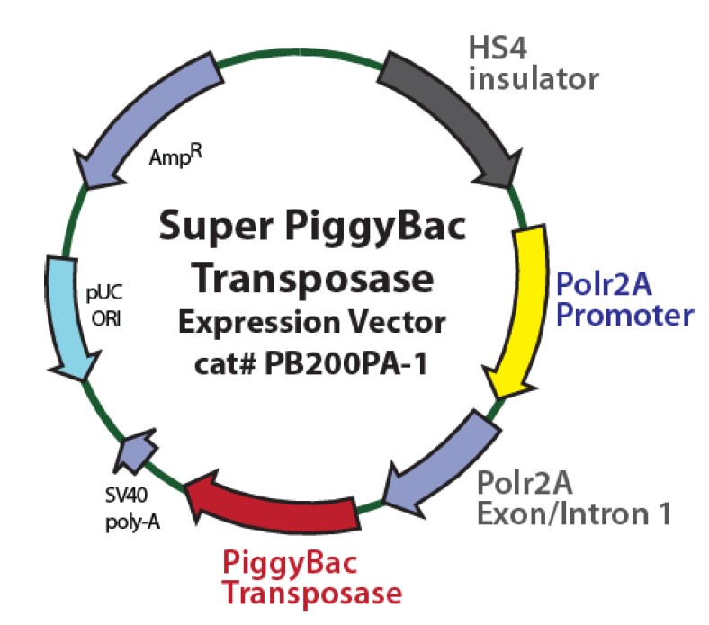 Super PiggyBac Transposase.jpg