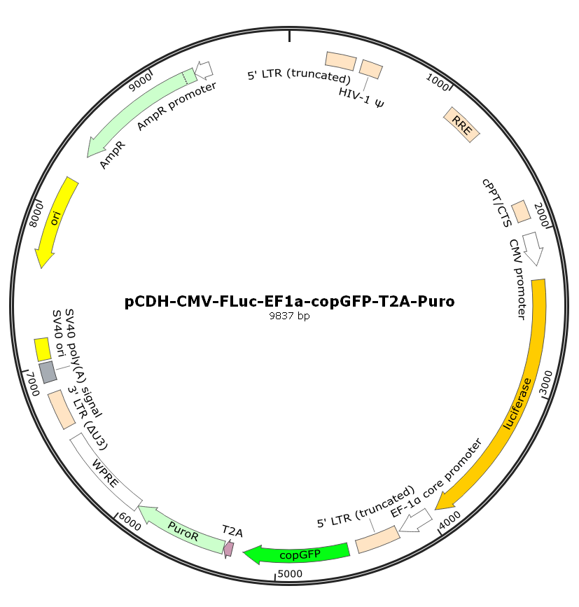 pCDH-CMV-FLuc-EF1a-copGFP-T2A-Puro.png