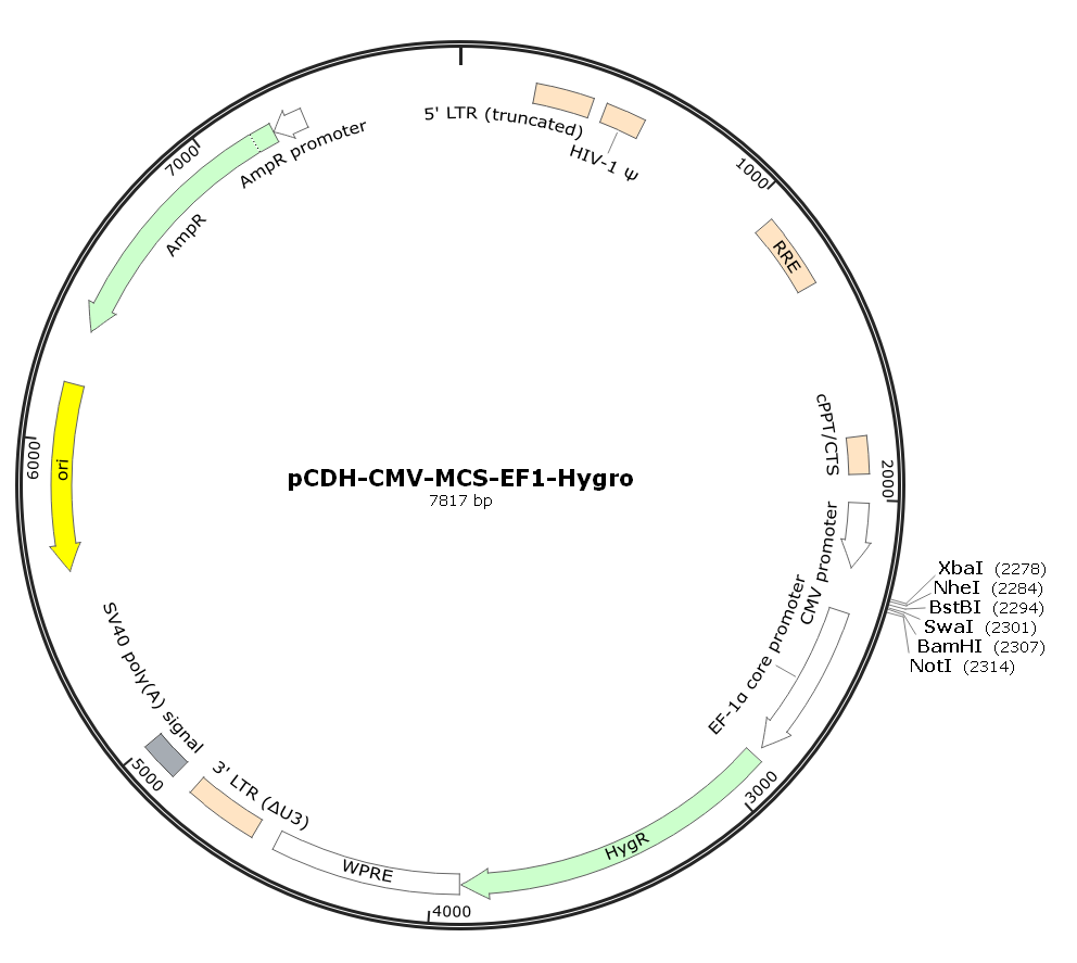 pCDH-CMV-MCS-EF1-Hygro.png