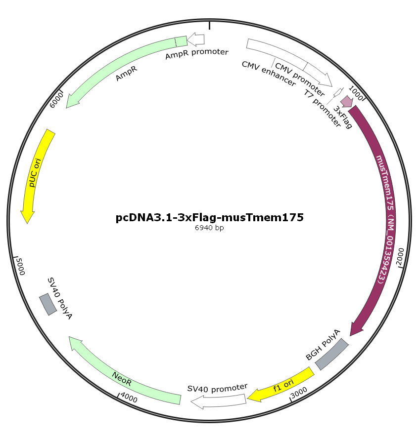 pcDNA3.1-3xFlag-musTmem175.png